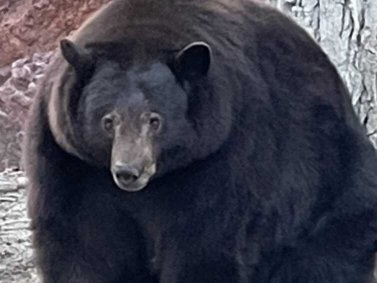 An enormous bowling ball of a black bear.